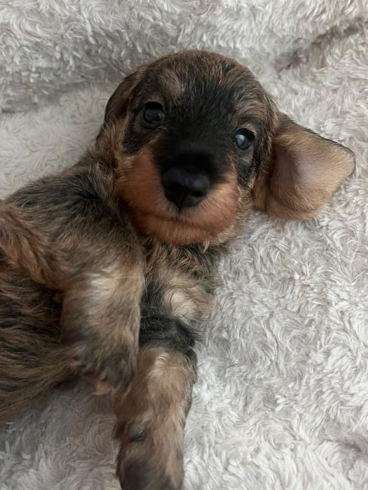 Milo