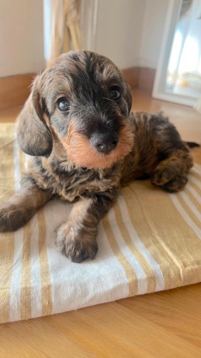 Milo