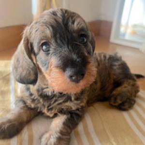 Milo