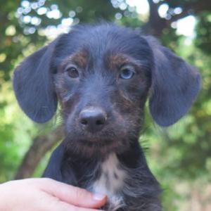 Lila