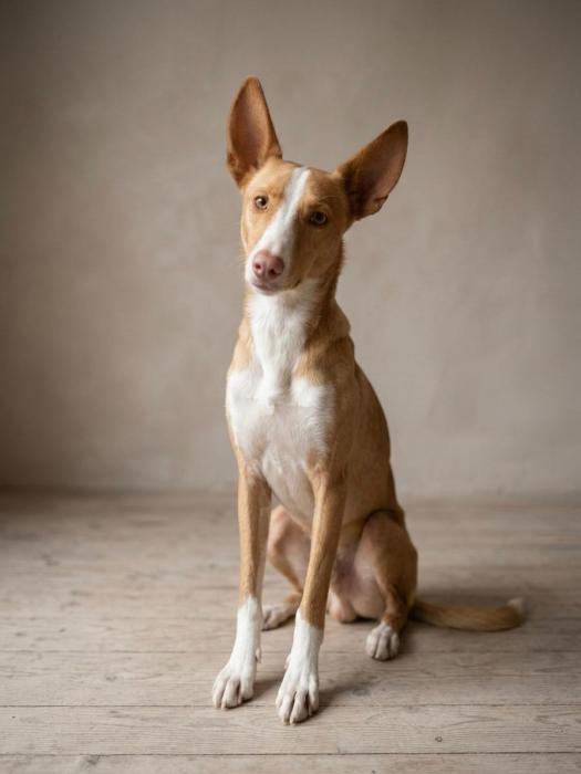 Lupi