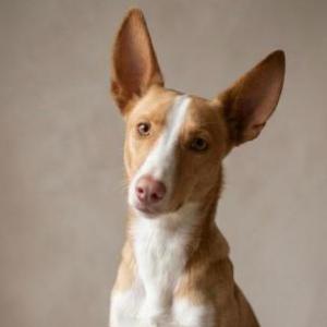Lupi