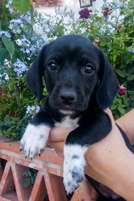 Timba