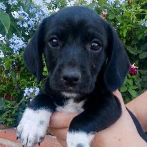Timba